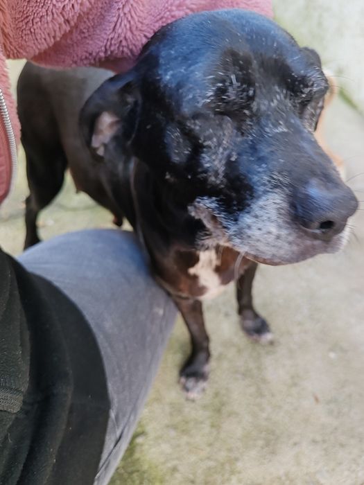 Cão raça indefinida para adoção