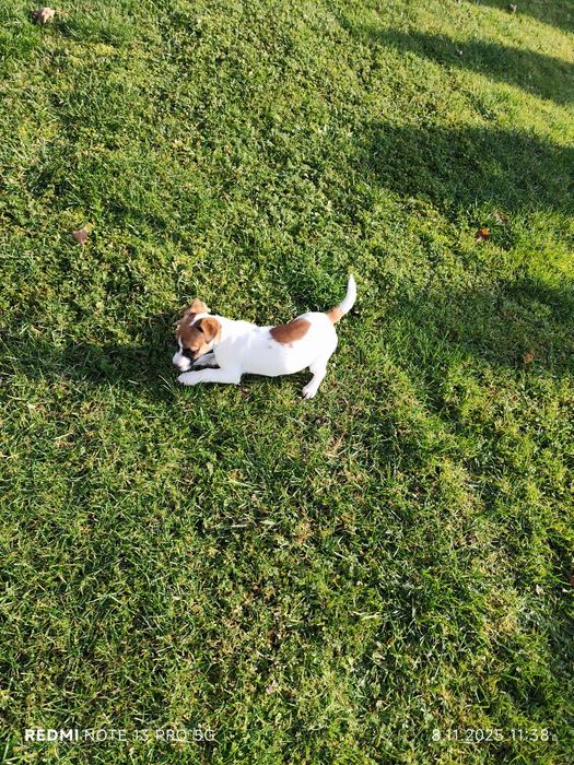 Suczka Jack Russell Terrier wielopokoleniowy pochodzenie