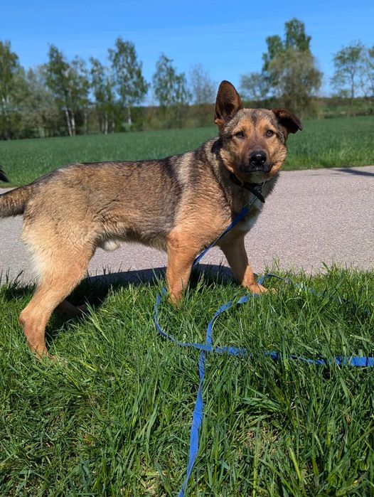 Cudowny Tango szuka domu!