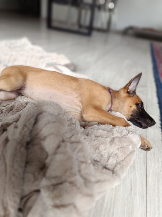 Owczarek belgijski Malinois FCI