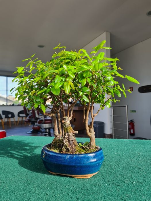 Floresta Bonsai Sageretia