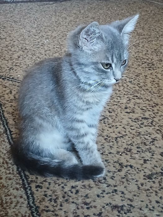 Відам котеня ( безкоштовно)