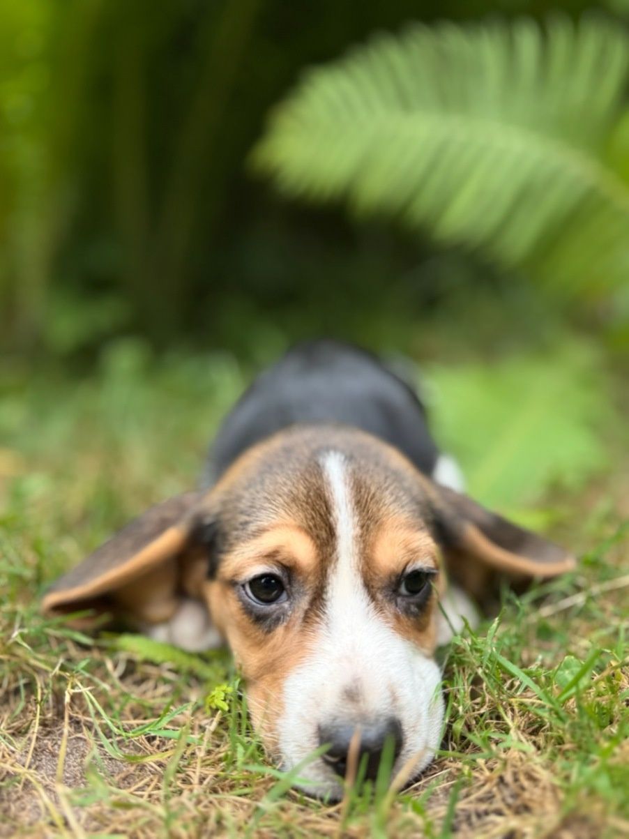 Cudowna Beagle sunia z rodowodem wielopokoleniowym