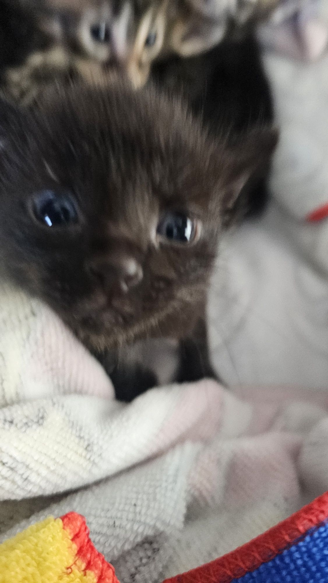 Dao se gatinhos nas primeiras semanas de Setembro,
