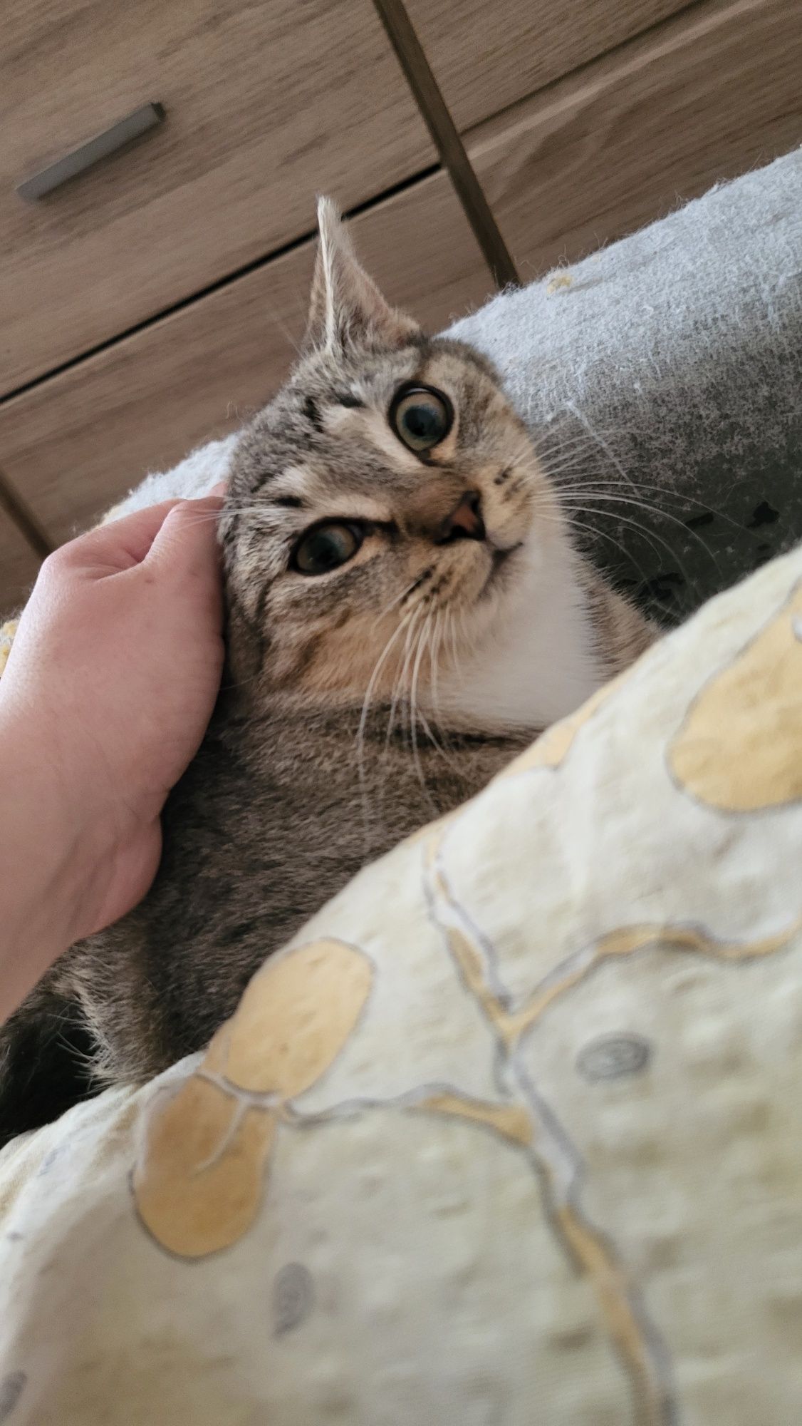 Uratowana Nela szuka domu