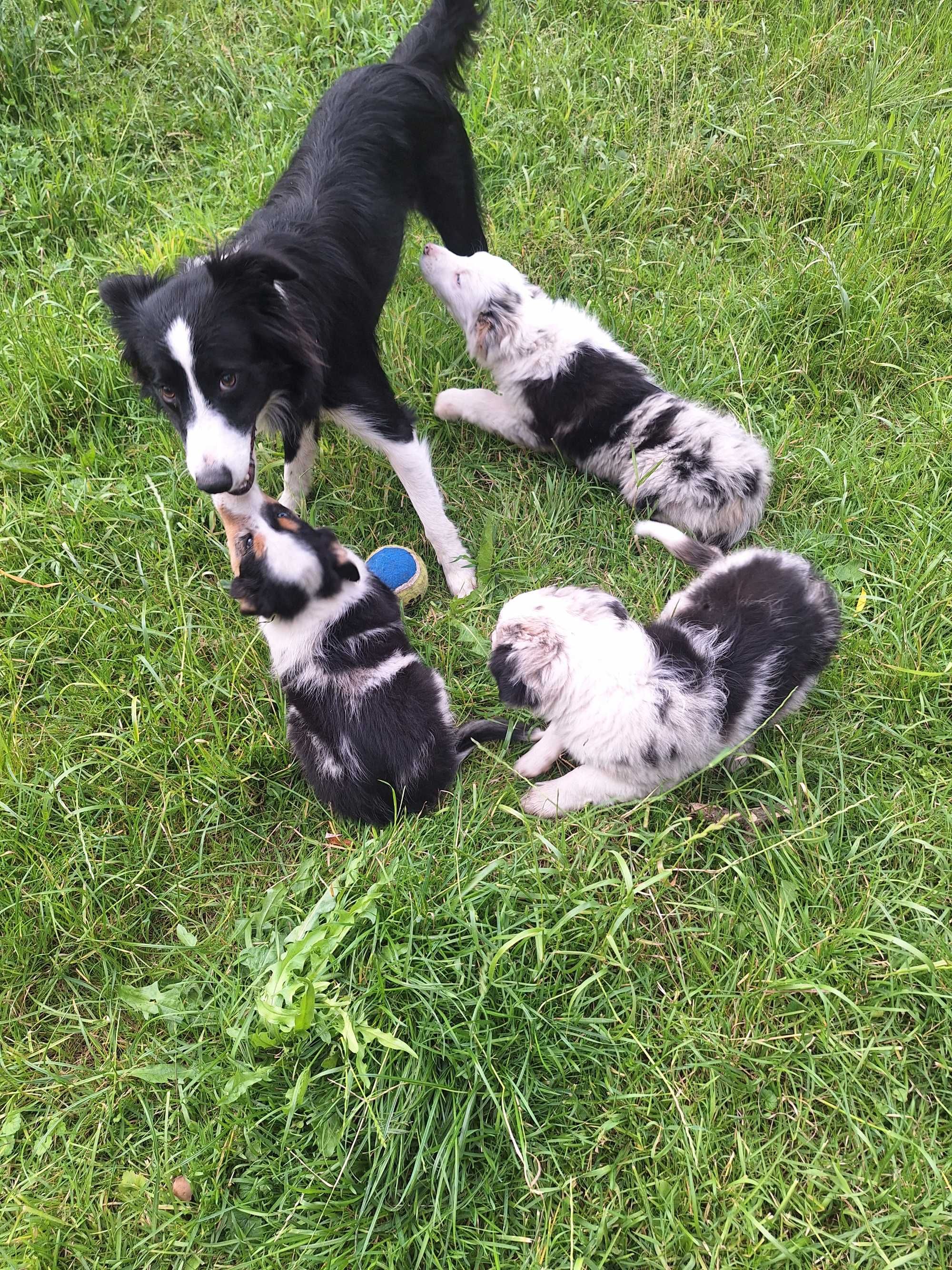 Border collie blue merle Roger z Zielonego Wyraju Piesek