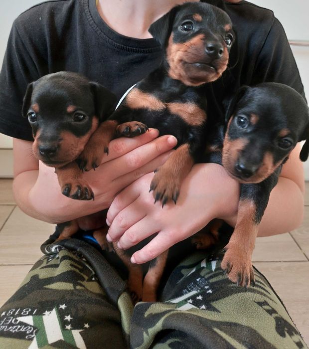 Продаємо цуциків породи цвергпінчер (міні доберман)