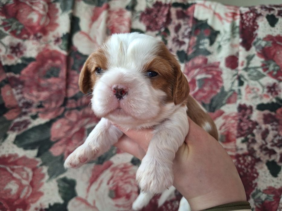 Cavalier King Charles Spaniel piesek