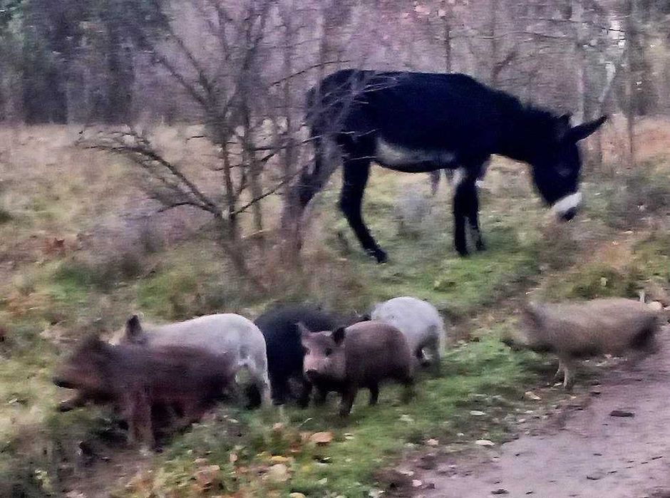 Поросята, свинки, пацята (королівський кармал, вік-6тиж) ЭКО