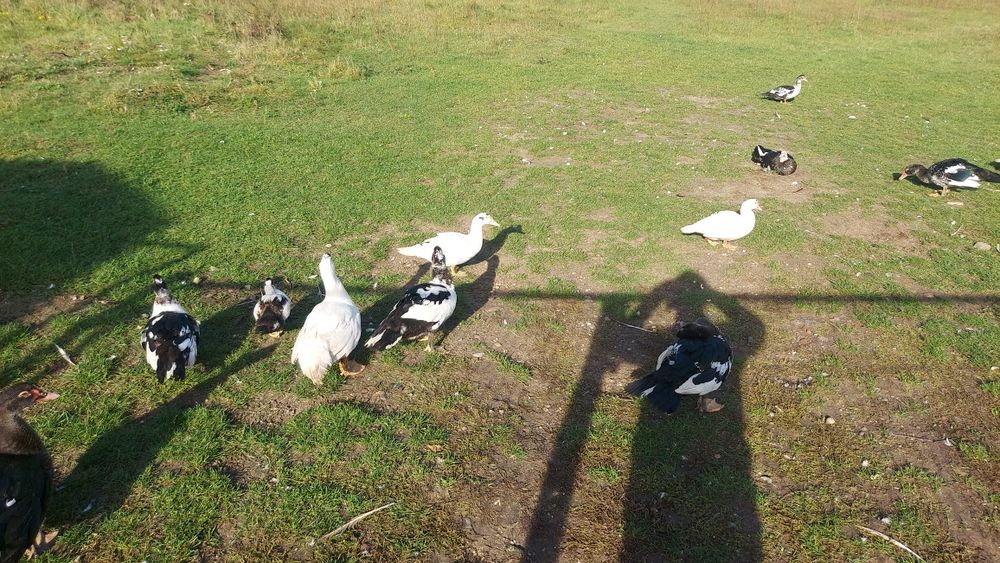 Kaczki Kaczor Francuskie