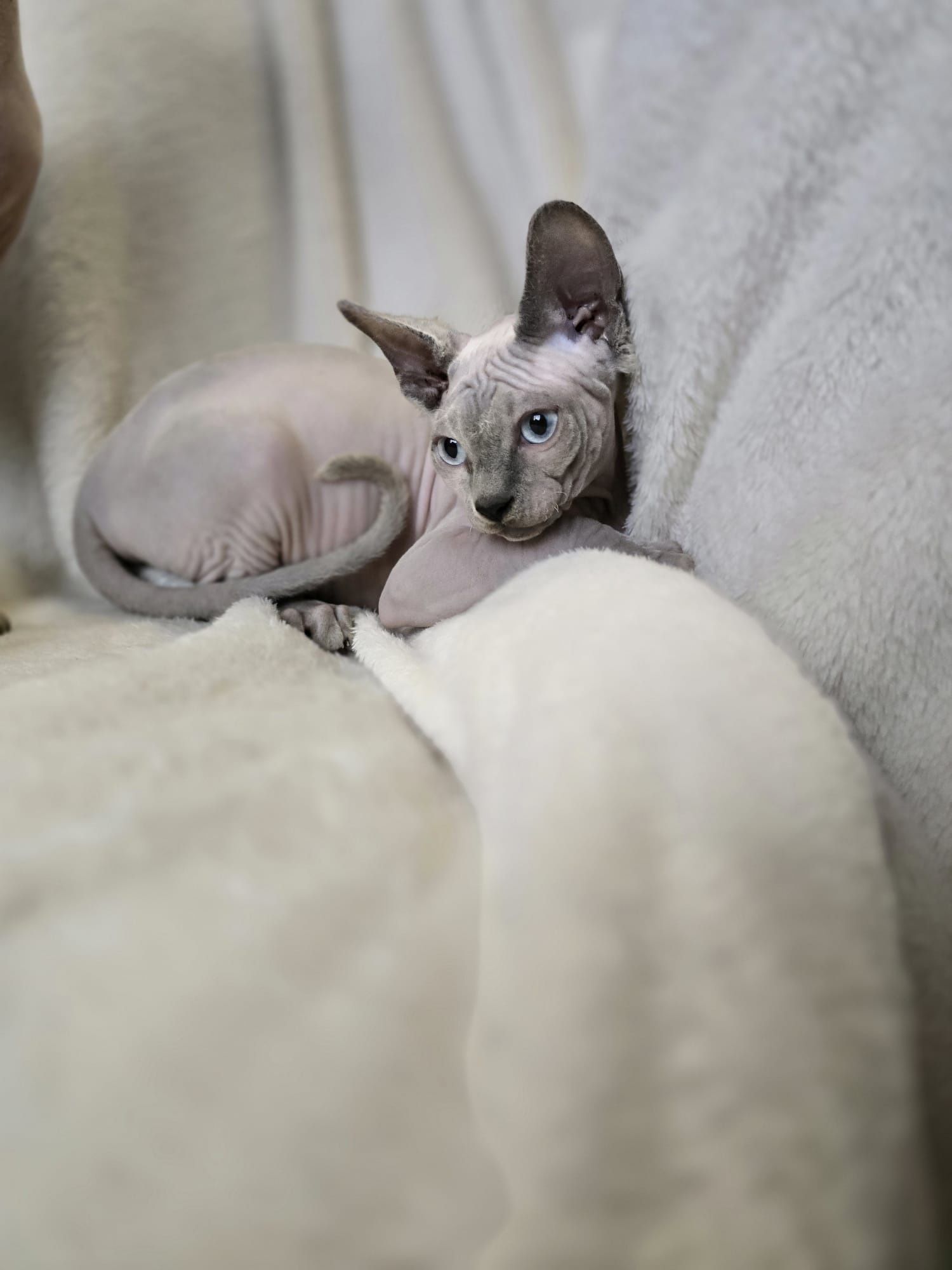 Sfinks kanadyjski,  sphinx