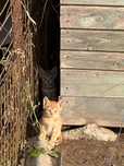 Отдам котят БЕСПЛАТНО