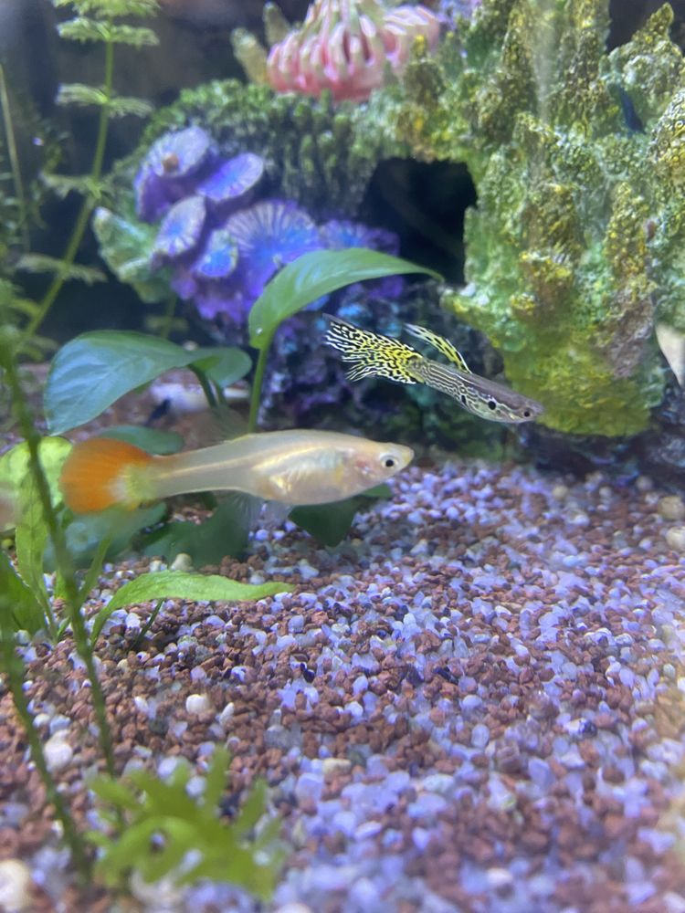 Vendo guppys de varias raças com elders disponiveis