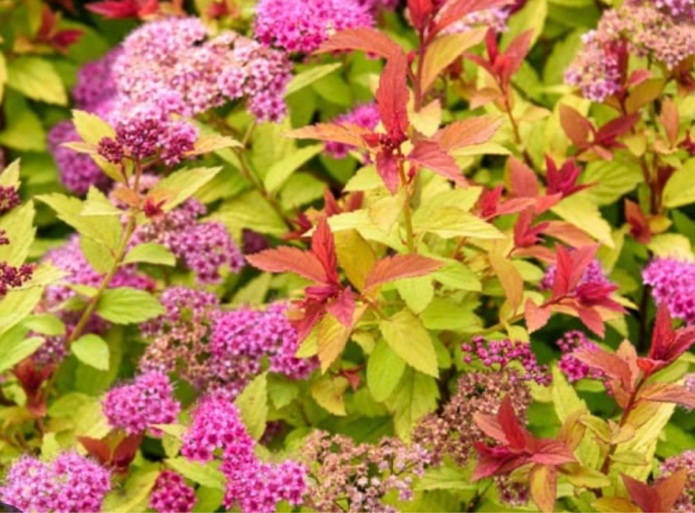 Tawuła japońska żółty krzak GOLDFLAME Spiraea japonica