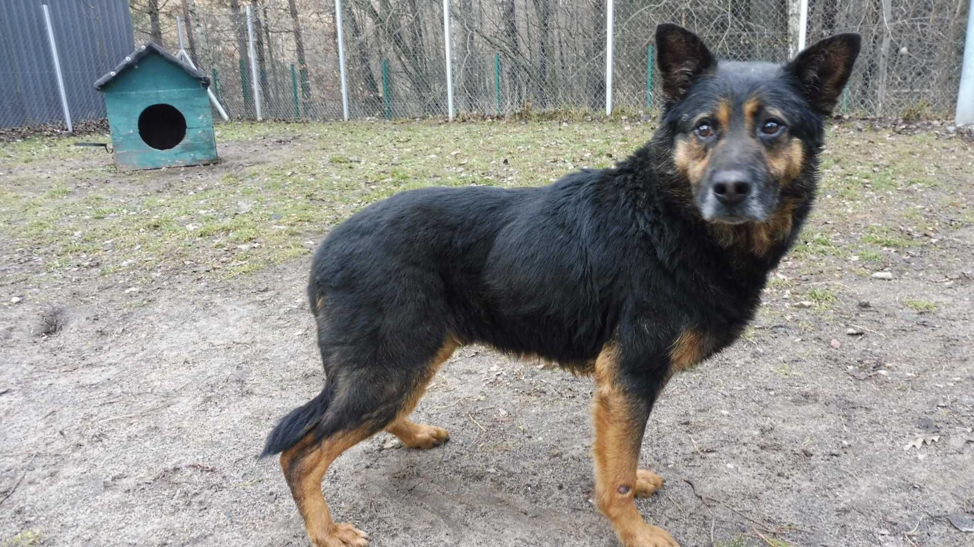 Usłuchany seniorek Harold czeka na nowy domek