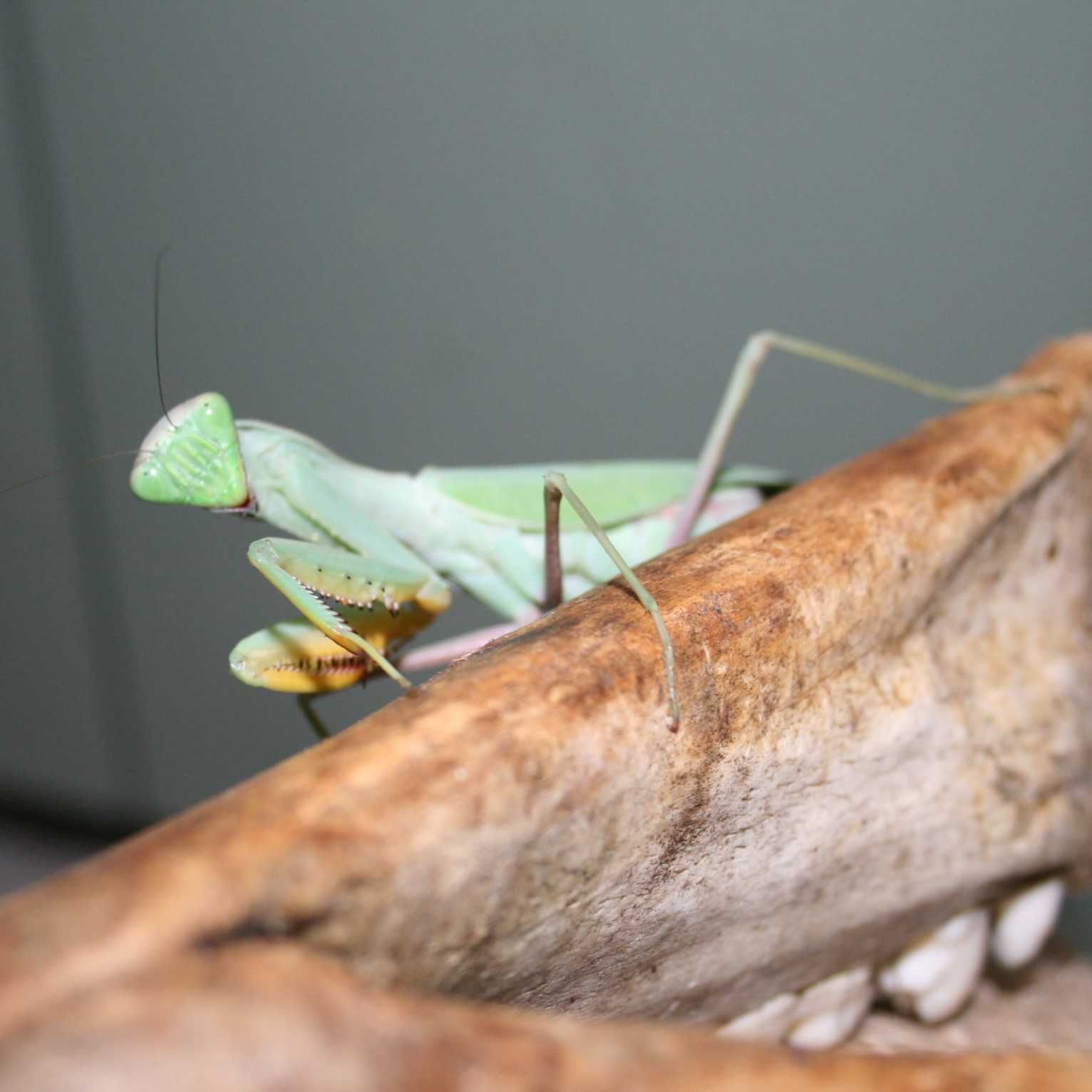 Modliszki Sphodromantis lineola L3/L4/L5