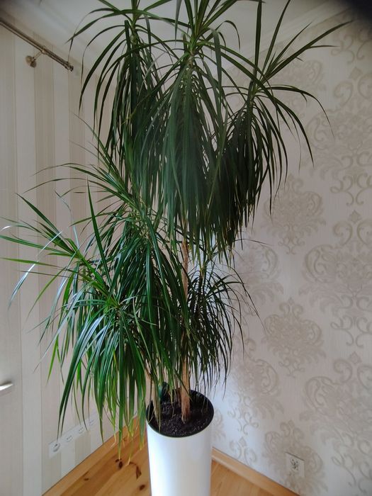 Dracena w doniczce