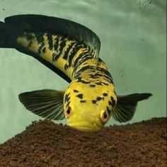 Channa Yellow Sentarum 8-10cm. Cetarius