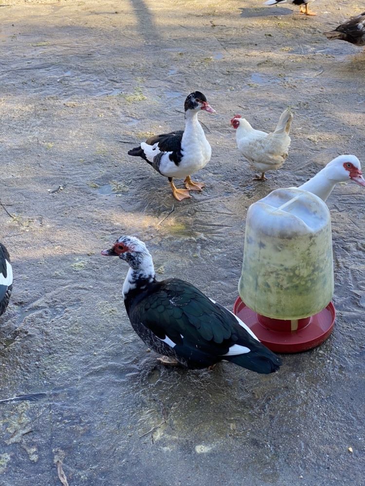 Patos mudos de cores variadas