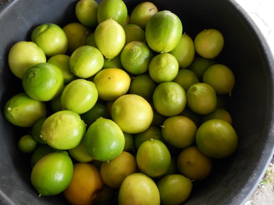 Limas Fruto Tipo Biologicas Entrega