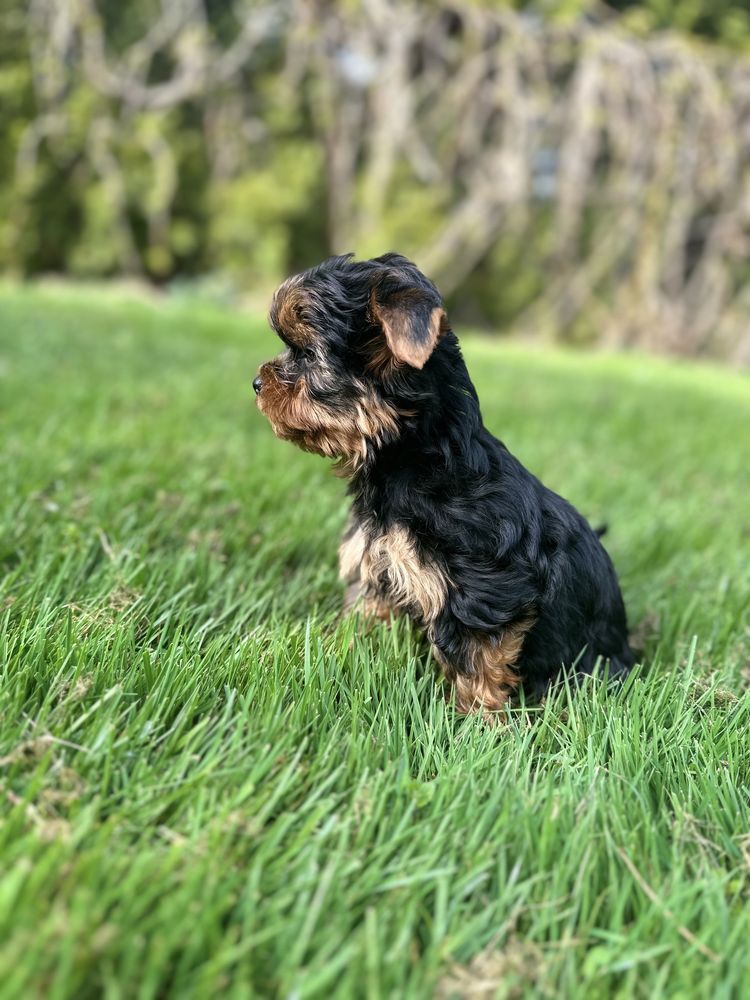 Malutka Sunia Yorkshire Terrier