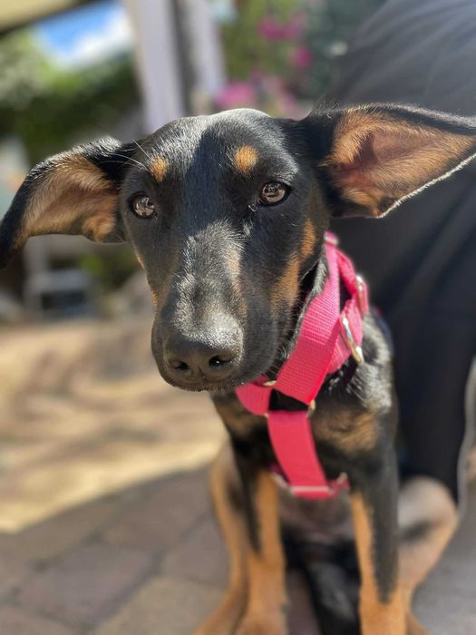 Szczeniak do adopcji. Suczka Salsa szuka domu!