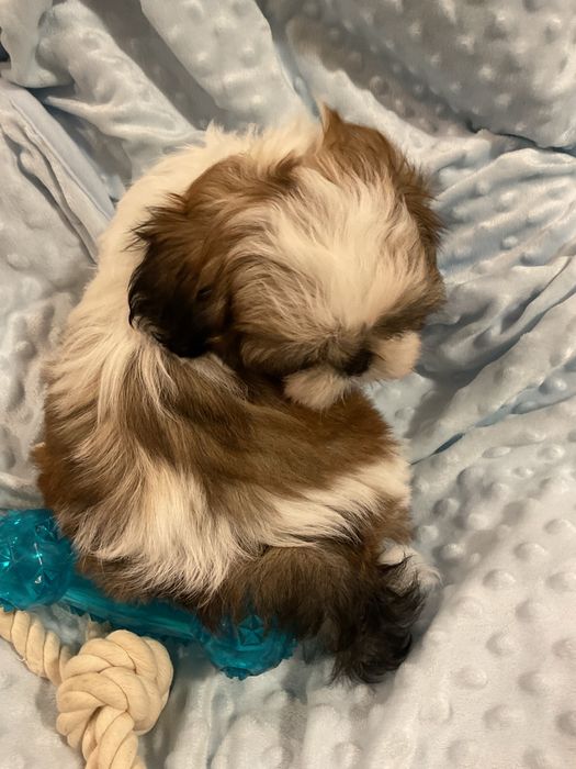 Shih - Tzu Salonowe, Pieski
