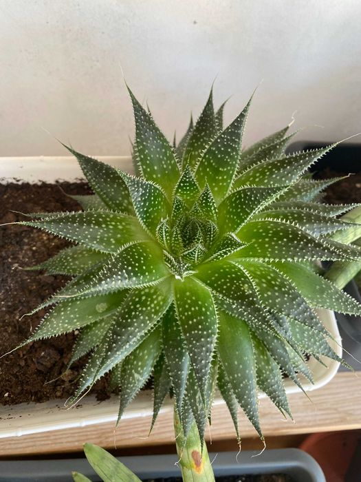 Suculenta Aloe aristata