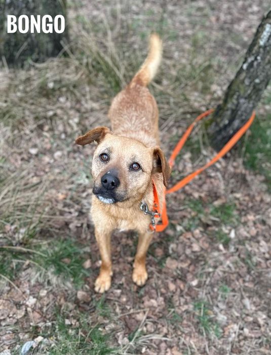 2 letni Bongo, 12 kg, przyjazny adopcja za darmo oddam