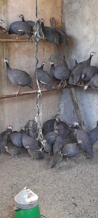 Galinhas de Angola/Fracas para venda