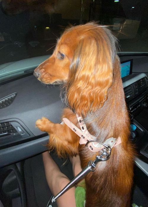 Таксята довгошерстні руді