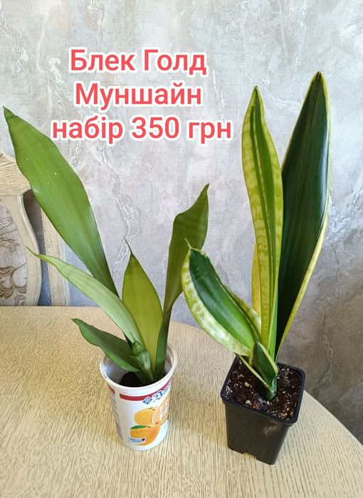 Пропоную ароїдні рослини, сансевієрії