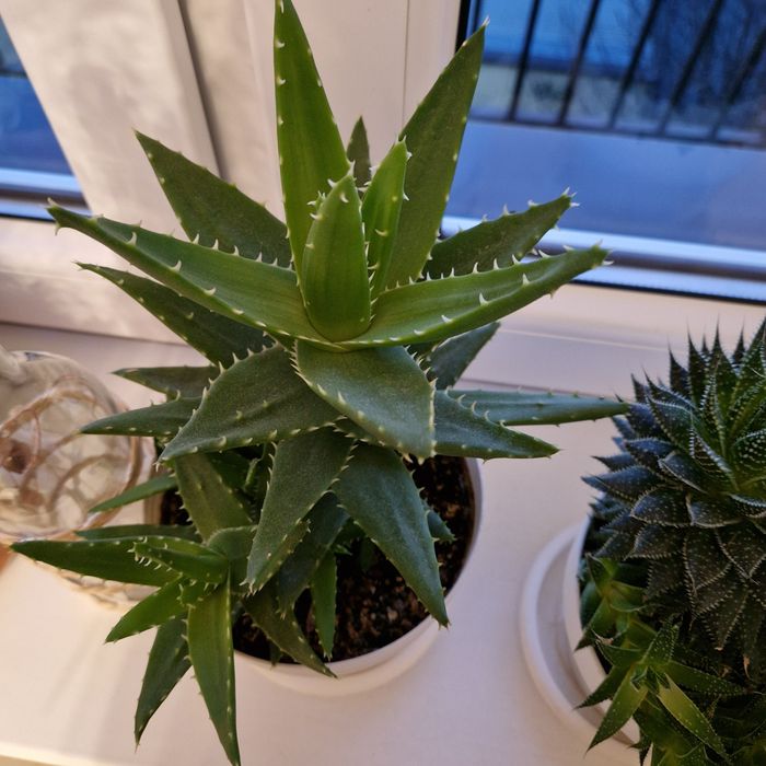 Aloes piękny kwiat
