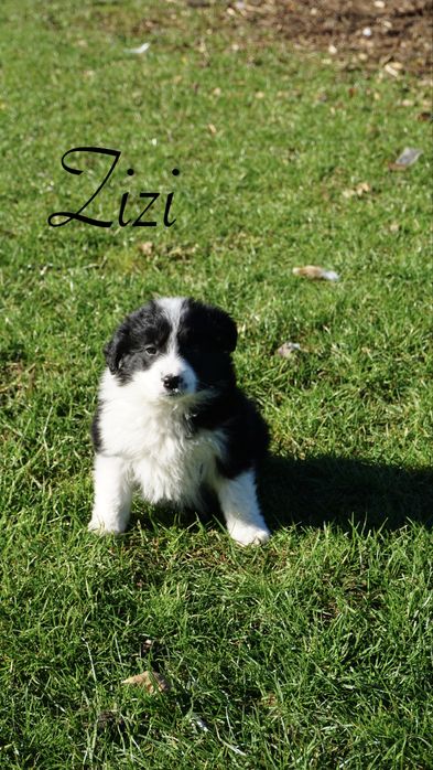 Border Collie suczk czarno biała