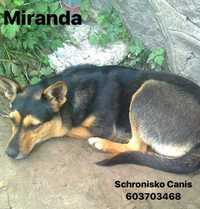 Miranda szuka domu