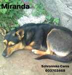 Miranda szuka domu