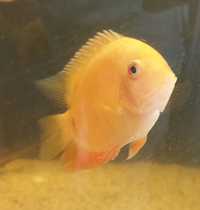 Pielegnice: szmaragdowa Temporalis, vieja,  severum, papuzie, plamooka