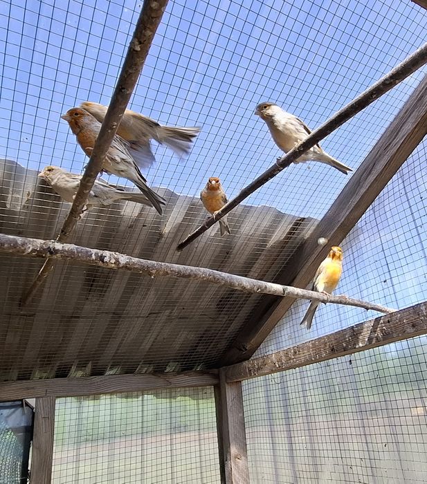 Kanarek agat czerwona mozaika, agat żółty z 2023r. i 2024r.