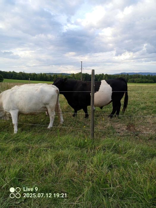 Galloway byk rozpłodnik