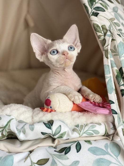 Moris Calvados*PL  cudny  Błękitnooki kocurek Drevon Rex Trójmiasto