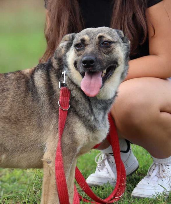 spokojna, kochana sunia czeka na dom