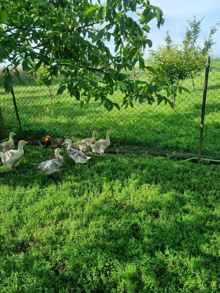 Gęsi tuluskie tuluska pisklaki