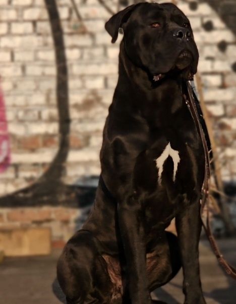 CANE CORSO pies z Najlepszej  Hodowli In Verto Corso FCI