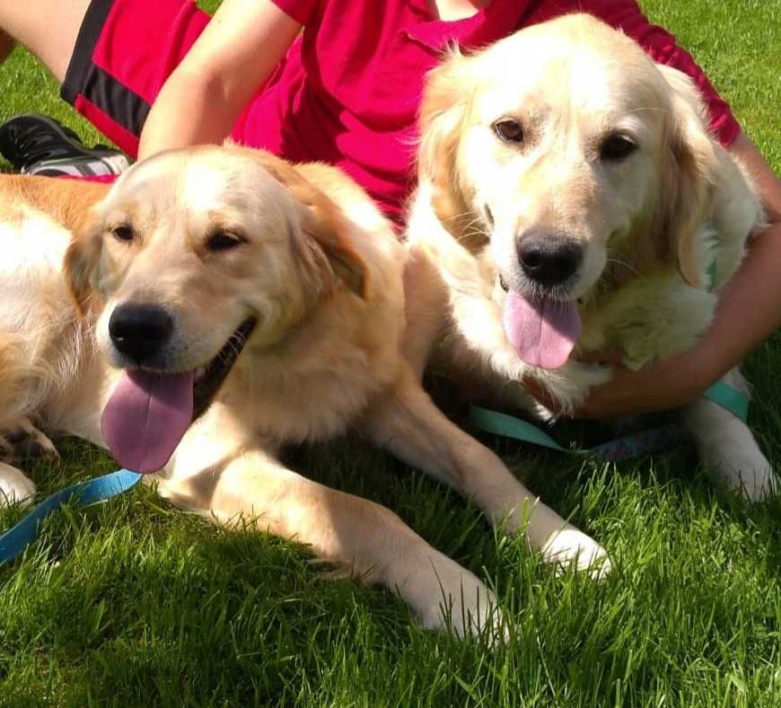 golden retriever