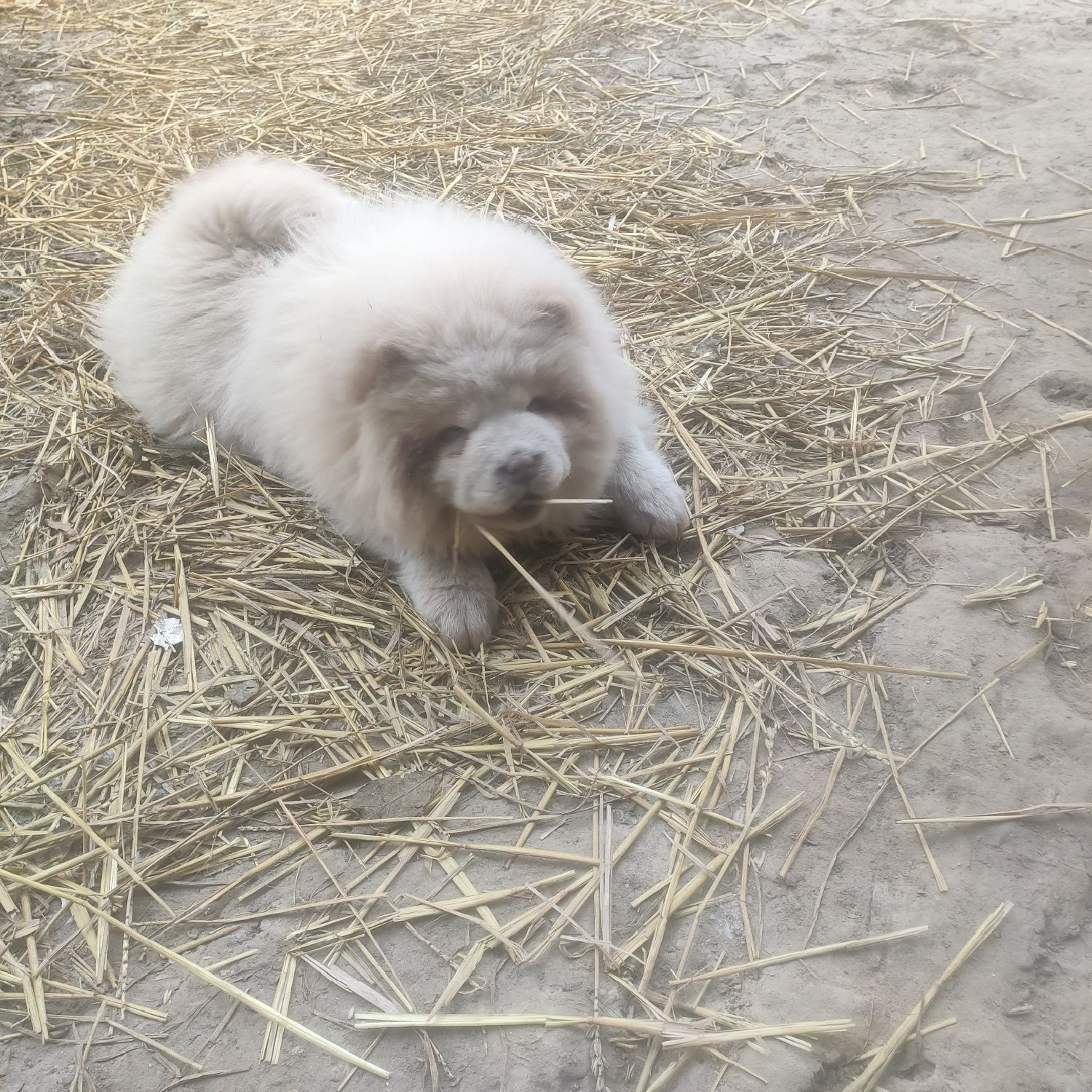 Продам дівчинку Чау-чау.