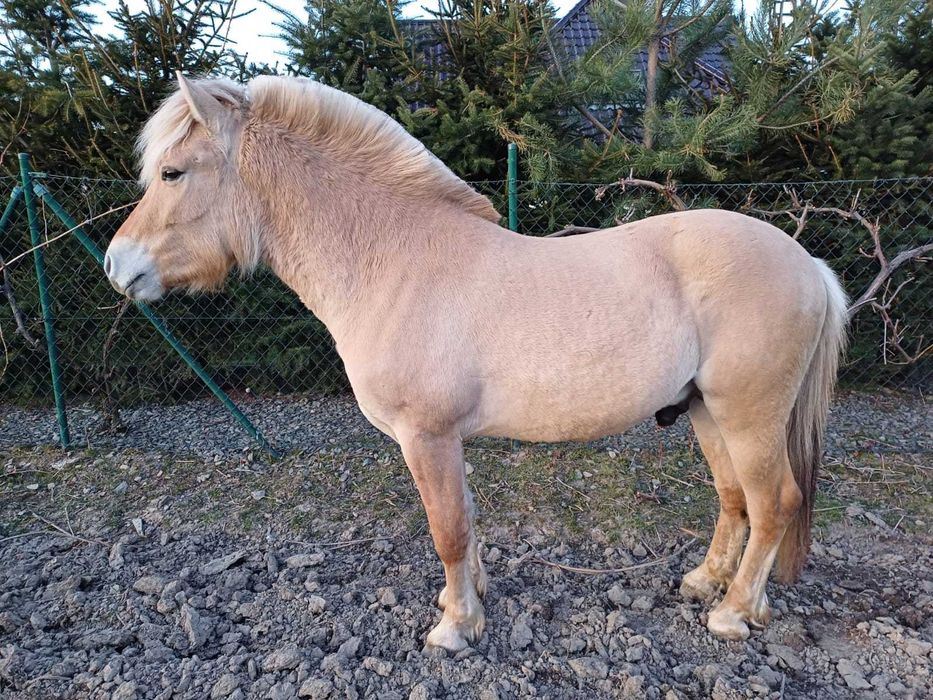 Ogier fiord niemieckiej hodowli ujeżdżony z polską licencją