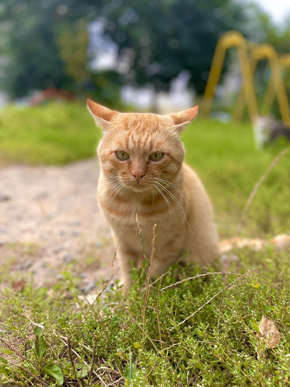 Котик кот рыжее солнышко