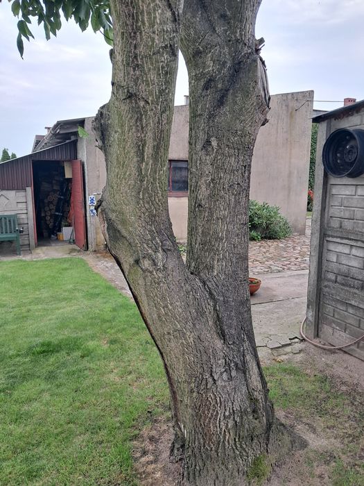 Drzewo orzecha włoskiego