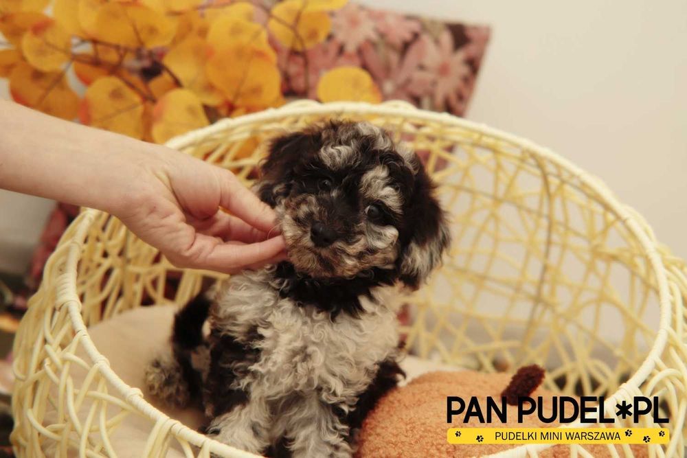 Pudel Mała Miniaturka Wyjątkowy Piesek Black Merle Już Odbiór