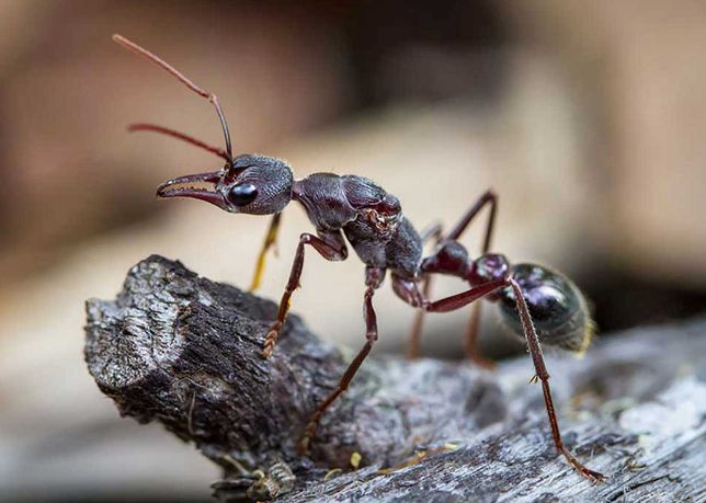 Редкие экзотические муравьи и формикарии